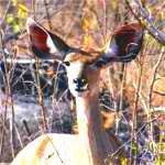 kudu female in kruger